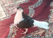 زوج حمام بطريق زوج حمام بطريق