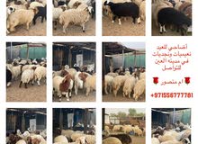 ذبائح اغنام ذبائح اغنام