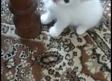 persian kitten male persian kitten male