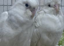 breeding cockatiel couple for sale