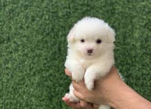 For sale For sale