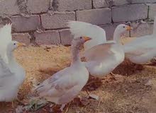 للبيع رجاء خابر على هذا رقم للبيع رجاء خابر على هذا رقم