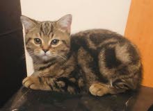Scottish Straight Kitten 4 months Scottish Straight Kitten 4 months
