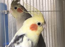Male female cocktiel sale Aed 400 . 1.5 years old Male female cocktiel sale Aed 400 . 1.5 years old