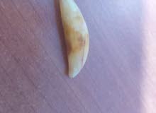 سن ذيب سن ذيب