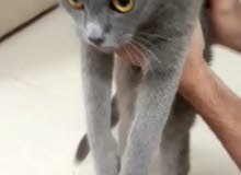 Russian blue short hair pure, delivery Russian blue short hair pure, delivery