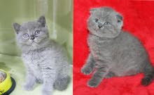 Cats For Adoption Himalayan Persian Cat Lowest Prices In Dubai