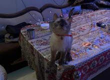 قطه سيامي قطه سيامي