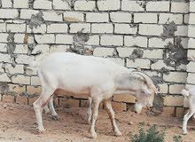 جدي سانين سويسري جدي سانين سويسري