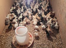 one week old chicken.. one week old chicken..