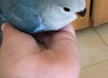 hand tamed love bird for sale hand tamed love bird for sale