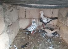 جوز للبيع ....