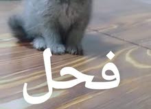 سكوتش ستريت من ام واب اصل سكوتش ستريت من ام واب اصل