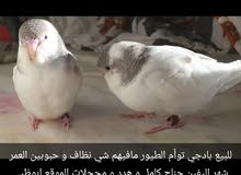 للبيع توأم بادجي الوصف مهم للبيع توأم بادجي الوصف مهم