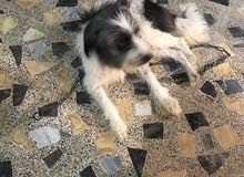 كلب مرارس بكلب زينه اصغر حجم كلب مرارس بكلب زينه اصغر حجم