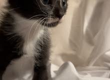 Scottish fold and British short hair kittens Scottish fold and British short hair kittens