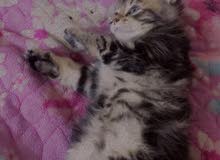 قطه شيرازيه قطه شيرازيه