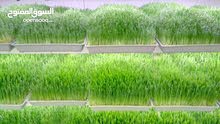 استنبات شعير  شعير مستنبت Sprouted   صواني استنبات شعير Barley germination barley