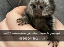 بيبي مارمسيت بيبي مارمسيت