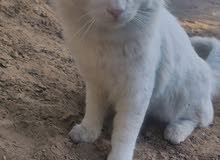 male persian cat for sale male persian cat for sale