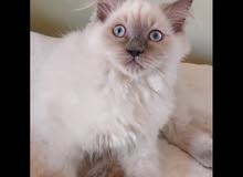 قط شيرازي persian kitten قط شيرازي persian kitten
