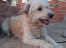 caniche bichon كلب كانيش caniche bichon كلب كانيش