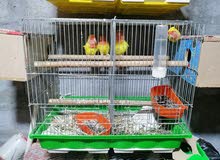زوجين غندوره روز امايات زوجين غندوره روز امايات