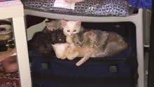 Kittens Kittens
