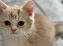 قطط سكوتش فولد Scottish fold kittens