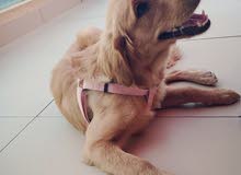 female golden retriever for sale female golden retriever for sale