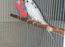 Adult Budgies 2 pair with breeding setup Adult Budgies 2 pair with breeding setup