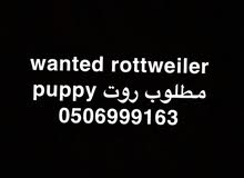مطلوب روت مطلوب روت