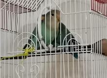 للبيع زوج طيور الببغاء للبيع زوج طيور الببغاء