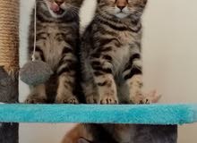 Lovely Scottish Kittens (50 Days Old) Lovely Scottish Kittens (50 Days Old)