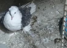 متاح زوج نكرو طبك جديد حمام مالبيت نضيف سعر 160 قفل بدون مداهر متاح زوج نكرو طبك جديد حمام مالبيت نضيف سعر 160 قفل بدون مداهر
