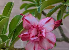 Adenium Adenium