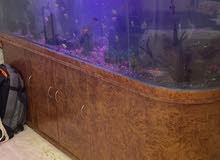 big fish aquarium big fish aquarium
