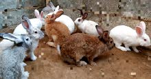 Healthy Rabbits for sale Healthy Rabbits for sale
