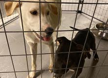 The black is by 4500, the white is 1500, and he gonna get a small house to the dogs The black is by 4500, the white is 1500, and he gonna get a small house to the dogs