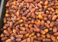 تمر دقله تمر دقله