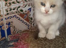 siamois siamois