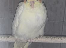 Baby Lutino Cockatiel 2 months old for sale