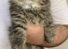 3 kittens for sale 3 kittens for sale