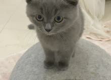 British short hair Kitten (برتش شورت هير) British short hair Kitten (برتش شورت هير)