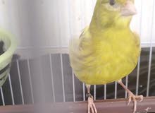 اناثي كناري سوري جاهزة اناثي كناري سوري جاهزة