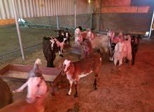 53 pcs pregnant goats for sale