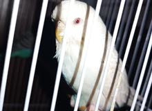 زوج طيور حب انكليزي زوج طيور حب انكليزي