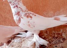 حمام بغدادي حمام بغدادي