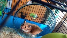 هامستر روسي عمر سهر russian hamster هامستر روسي عمر سهر russian hamster