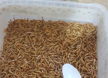 دود وخنافس قبابي للبيع دود وخنافس قبابي للبيع